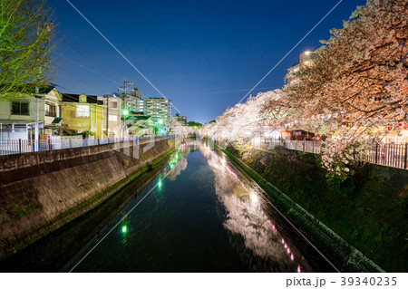【神奈川県】夜桜 39340235