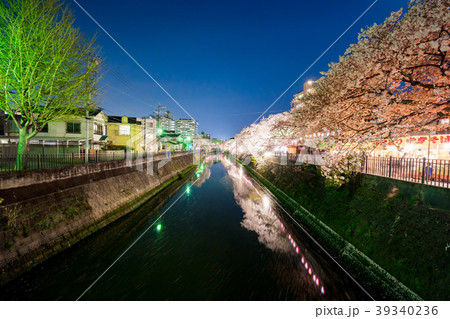 【神奈川県】夜桜 39340236