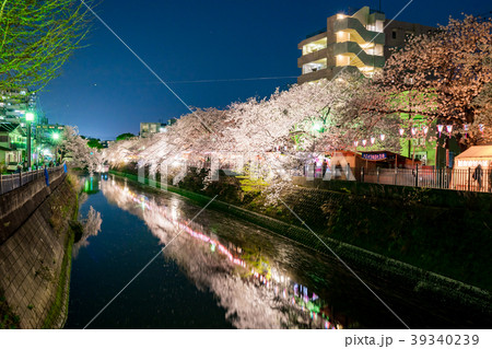 【神奈川県】夜桜 39340239
