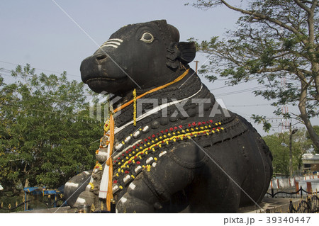 Stone Bull at Chamundi Hills 39340447