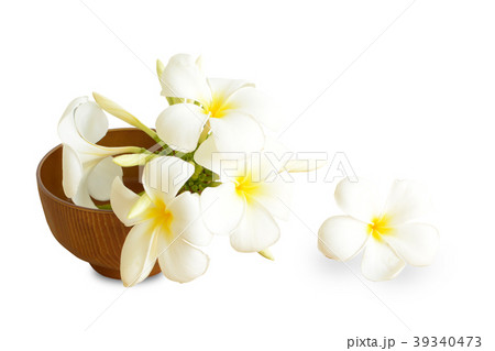 Beautiful White flowers (Plumeria) isolated Beautiful White flowers (Plumeria) isolated 39340473