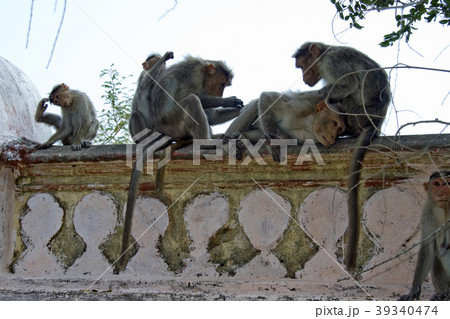 Monkey Activities Monkey Activities 39340474