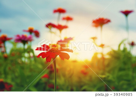Beautiful red flower (Zinnia) in the evening. 39340985