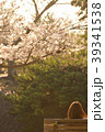 桜と少女 39341538