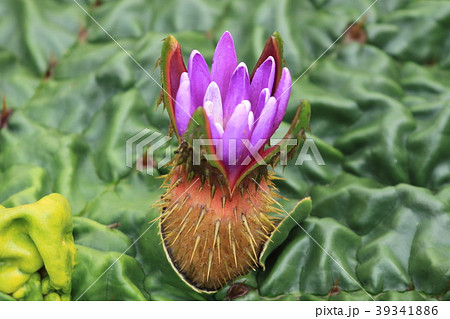 オニバス　鬼蓮 39341886