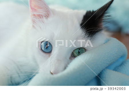 Close up of a beautiful odd eyed cat Close up of a beautiful odd eyed cat 39342003