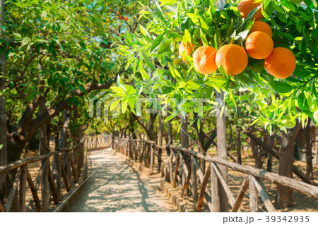 Tangerine tree garden 39342935