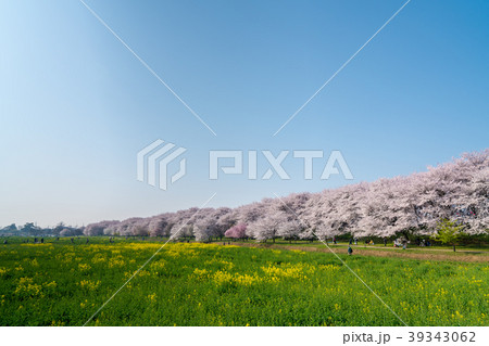 【埼玉】桜の人気スポット 幸手権現堂堤 【埼玉】桜の人気スポット 幸手権現堂堤 39343062