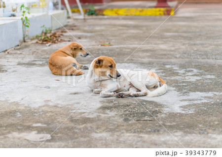 Homeless abandoned dog sleeping on the street Homeless abandoned dog sleeping on the street 39343779