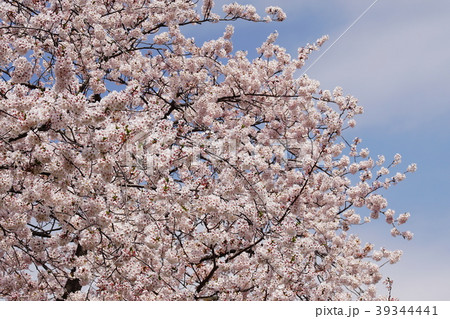 桜  シャクナゲ 横須賀市しょうぶ園  Iris  Rhododendron 39344441