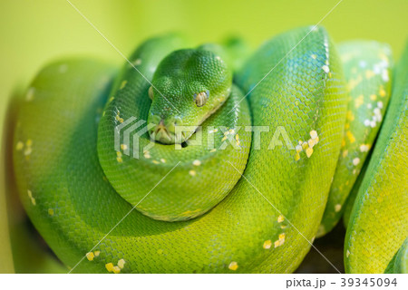Green tree python Green tree python 39345094