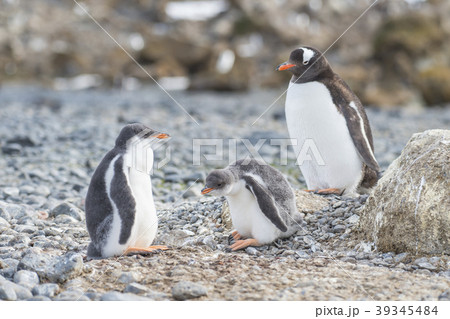 Gentoo Penguin with chick Gentoo Penguin with chick 39345484