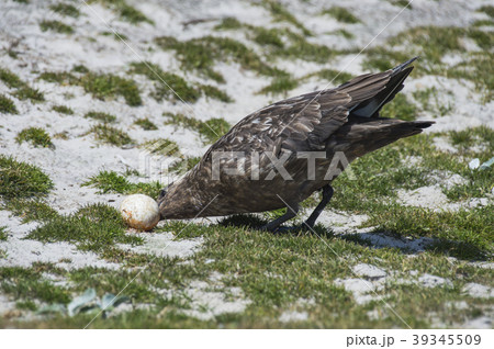 Brown Skua with egg Brown Skua with egg 39345509