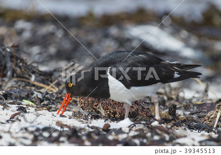Oystercatcher on the beach 39345513