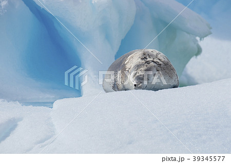 Crabeater seal on ice flow, Antarctica 39345577