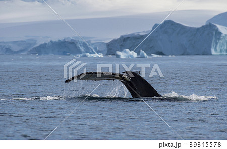 Humpback Whale tail 39345578