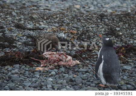 Gentoo Penguin with Brown Skua 39345591