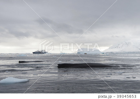 Humpback Whale logging Humpback Whale logging 39345653