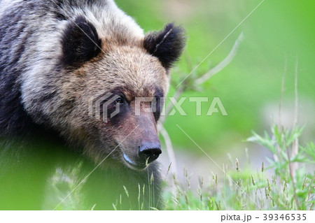 ヒグマ（パンダ顔） 39346535
