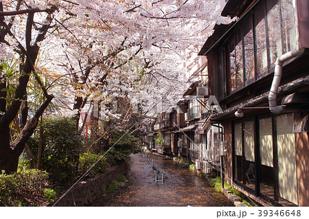 京都 木屋町 高瀬川と桜並木の写真素材