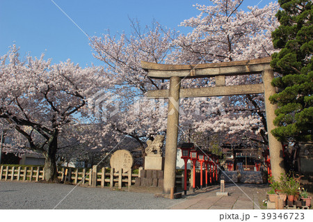 京都　六孫王神社の桜 39346723