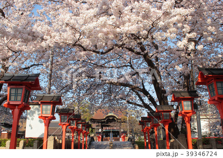 京都　六孫王神社の桜 39346724