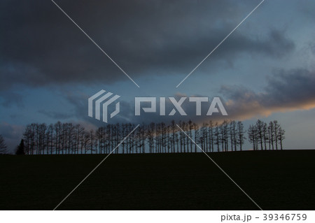 夕暮れの空とカラマツ並木 39346759