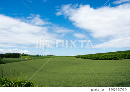 初夏のムギ畑 39346760