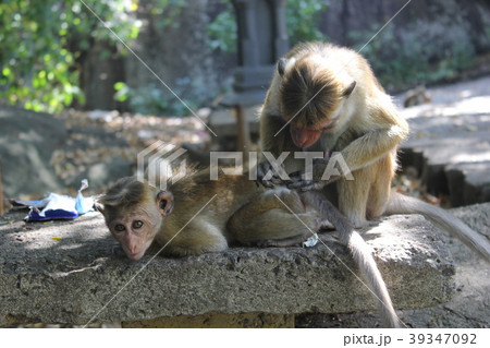 野生の猿の親子、スリランカ、ダンブッラ黄金寺院周辺にて 野生の猿の親子、スリランカ、ダンブッラ黄金寺院周辺にて 39347092