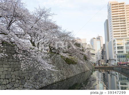 駿府城のお堀と満開の桜 静岡県静岡市 の写真素材