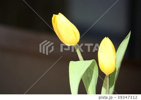 チューリップ 39347312