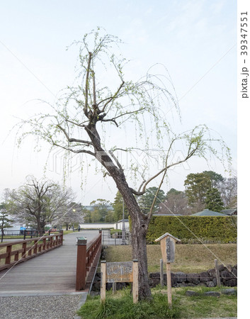 駿府城公園にある銀座の柳二世（静岡県静岡市） 39347551