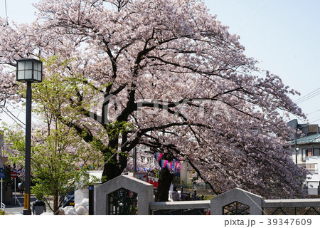 横浜 大岡川沿いの桜 横浜 大岡川沿いの桜 39347609