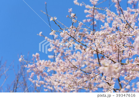 桜の花 桜の花 39347616
