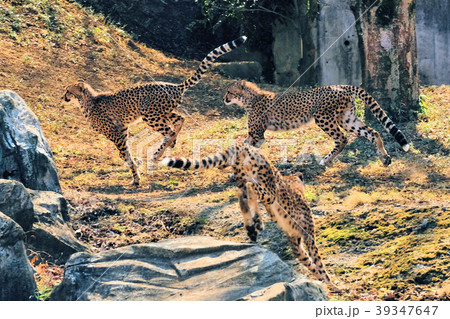 多摩動物公園のチータ 多摩動物公園のチータ 39347647