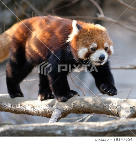 多摩動物公園のレッサーパンダ 39347654