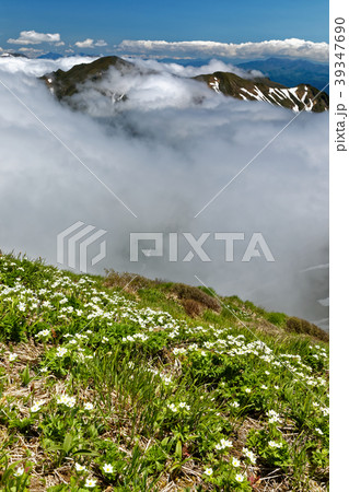 谷川連峰・仙ノ倉山のハクサンイチゲ群落と雲湧く稜線 谷川連峰・仙ノ倉山のハクサンイチゲ群落と雲湧く稜線 39347690