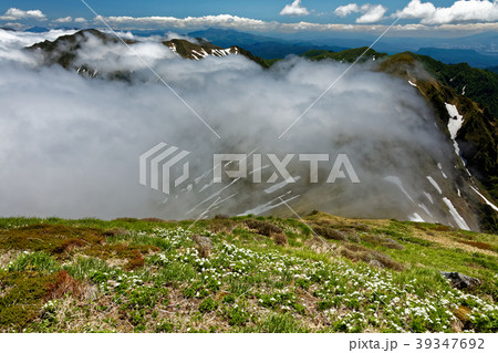 谷川連峰・仙ノ倉山のハクサンイチゲ群落と雲湧く稜線 39347692