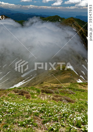 谷川連峰・仙ノ倉山のハクサンイチゲ群落と雲湧く稜線 谷川連峰・仙ノ倉山のハクサンイチゲ群落と雲湧く稜線 39347693