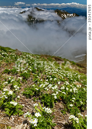 谷川連峰・仙ノ倉山のハクサンイチゲ群落と雲湧く稜線 39347695