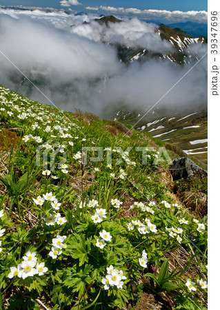 谷川連峰・仙ノ倉山のハクサンイチゲ群落と雲湧く稜線 39347696