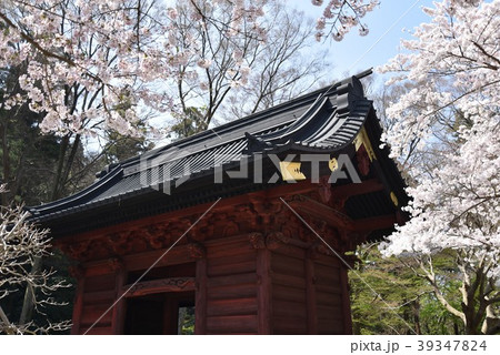 妙本寺の桜 妙本寺の桜 39347824