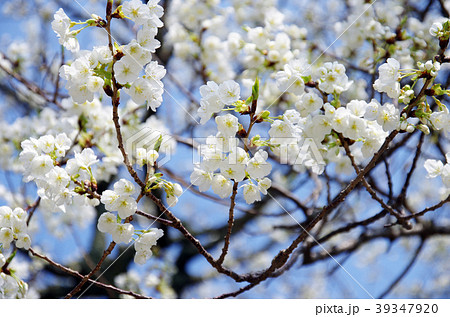 ミドリヨシノ 桜 貴重種の写真素材