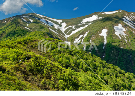 新緑の稜線を行く登山者と残雪の平標山 39348324