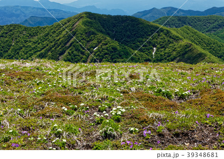 上越国境・平標山のお花畑と新緑の山並み 上越国境・平標山のお花畑と新緑の山並み 39348681