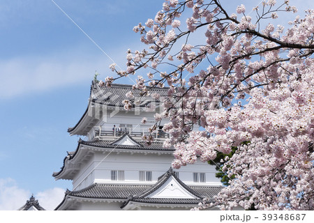 小田原桜まつりの写真素材