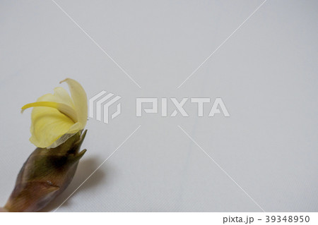 ミョウガ茗荷の花 39348950