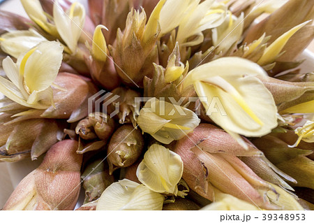 ミョウガ茗荷の花の写真素材