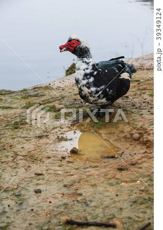 赤色 赤 赤い 39349124