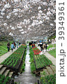 桜の道 39349361